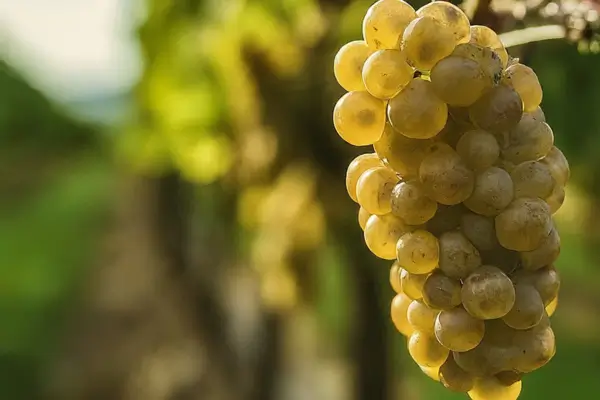 Caminhos do Vinho: Roteiro Pelas Vinícolas dos Destinos Vinhedos